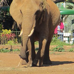 African Bush Elephant Cow