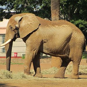 African Bush Elephant Bull