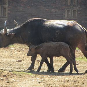 Cape Buffalo Cow and Calf