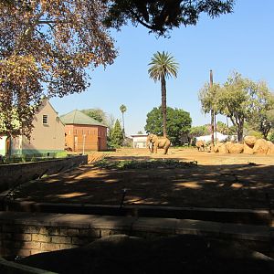 African Bush Elephant Yard