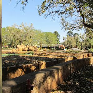 African Bush Elephant Yard