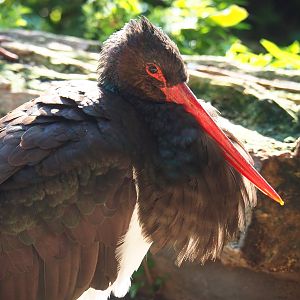 Black stork (Ciconia nigra), Sep 2nd, 2018