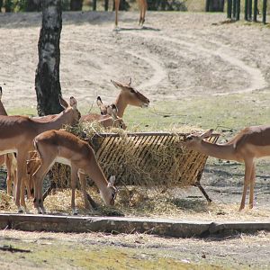 Impalas