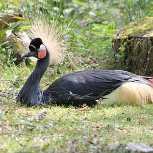 Crowned crane