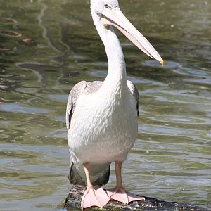 Pink-baked pelican