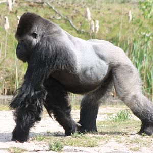Western lowland gorilla
