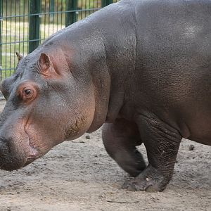 Hippo