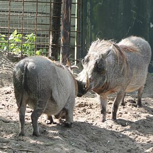 Wart hogs