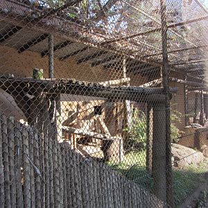Black-and-White Ruffed Lemur Exhibit