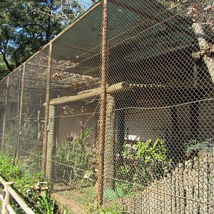 Black-and-White Ruffed Lemur Exhibit