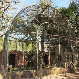 Southern Bald Ibis Aviary