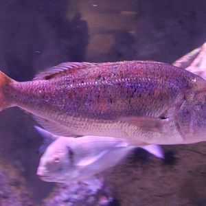 Fish ID - Aegean Sea