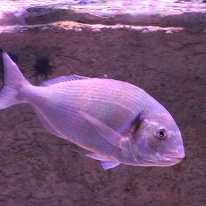 Fish ID - Aegean Sea