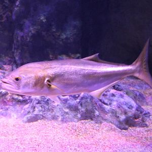 Fish ID - Aegean Sea