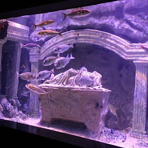 Aegean Sea - aquarium