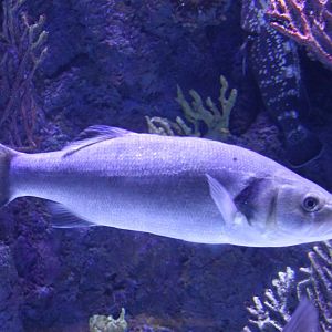 Fish ID  - Medeterranean Sea