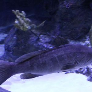 Fish ID - Medeterranean Sea