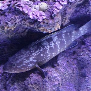 Fish ID - Mediterranean Sea