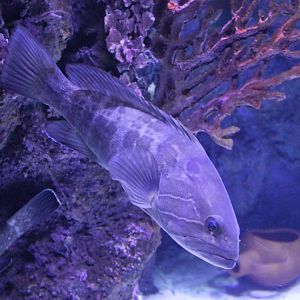 Fish ID - Mediterranean Sea