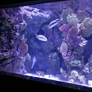 Mediterranean Sea - aquarium