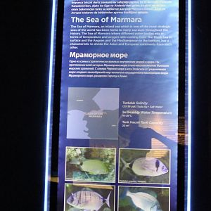 Fish-signs Sea of Marmara