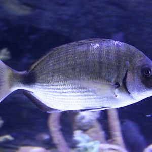 Diplodus sargus