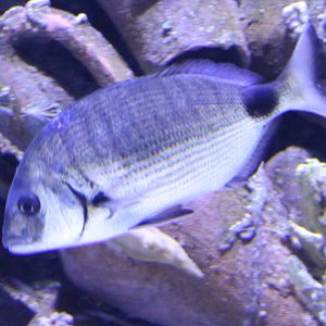 Diplodus annularis