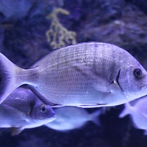 Spondyliosoma cantharus