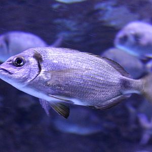 Spondyliosoma cantharus