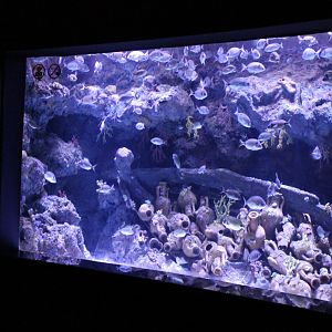 Sea of Marmara - aquarium