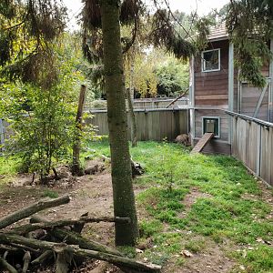 Enclosure Bat-eared fox