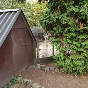 Peacock - Pigeon shed and enclosure