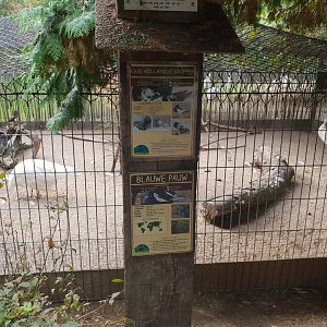 Peacock - Pigeon aviary and signs