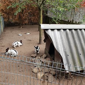 Rabbit-enclosure