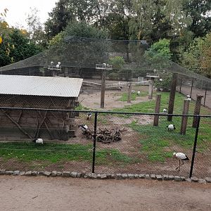 Wading bird-aviary
