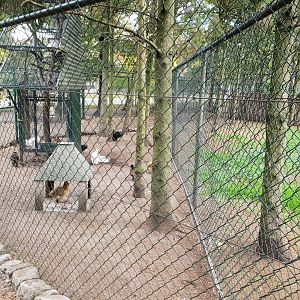 Chicken-enclosure with Squirrel-enclosure inside