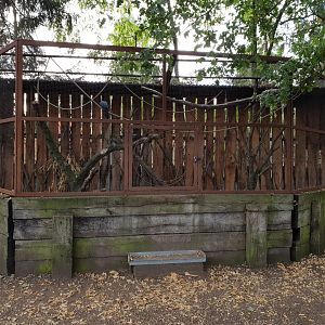Touraco - Pheasant aviary