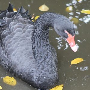 Black swan