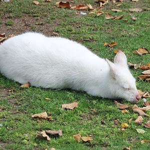 Albino Red-necked wallaby