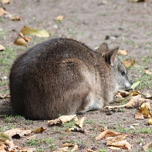Parma wallaby