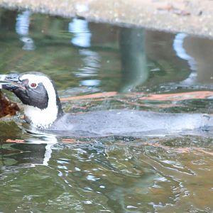 African penguin