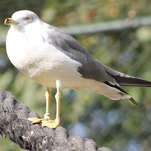 Black-tailed gull