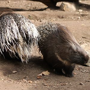 Porcupines