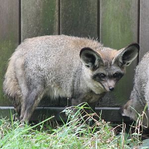 Bat-eared foxes