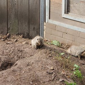 Zebra mongoose enclosure