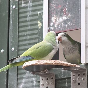 Monk parakeets