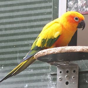 Sun conure