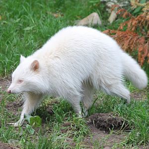 Albino Raccoon
