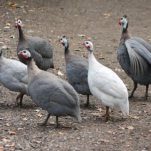 Free-ranging Helmeted guineafowl