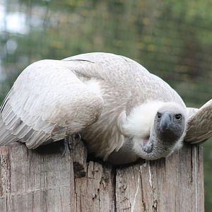 White-backed vulture